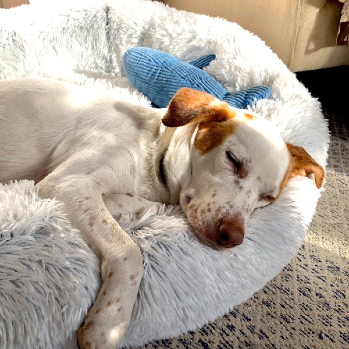 Dog Bed Donut Cuddler